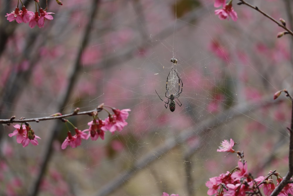 a spider sits on its web in a tree with pink flowers