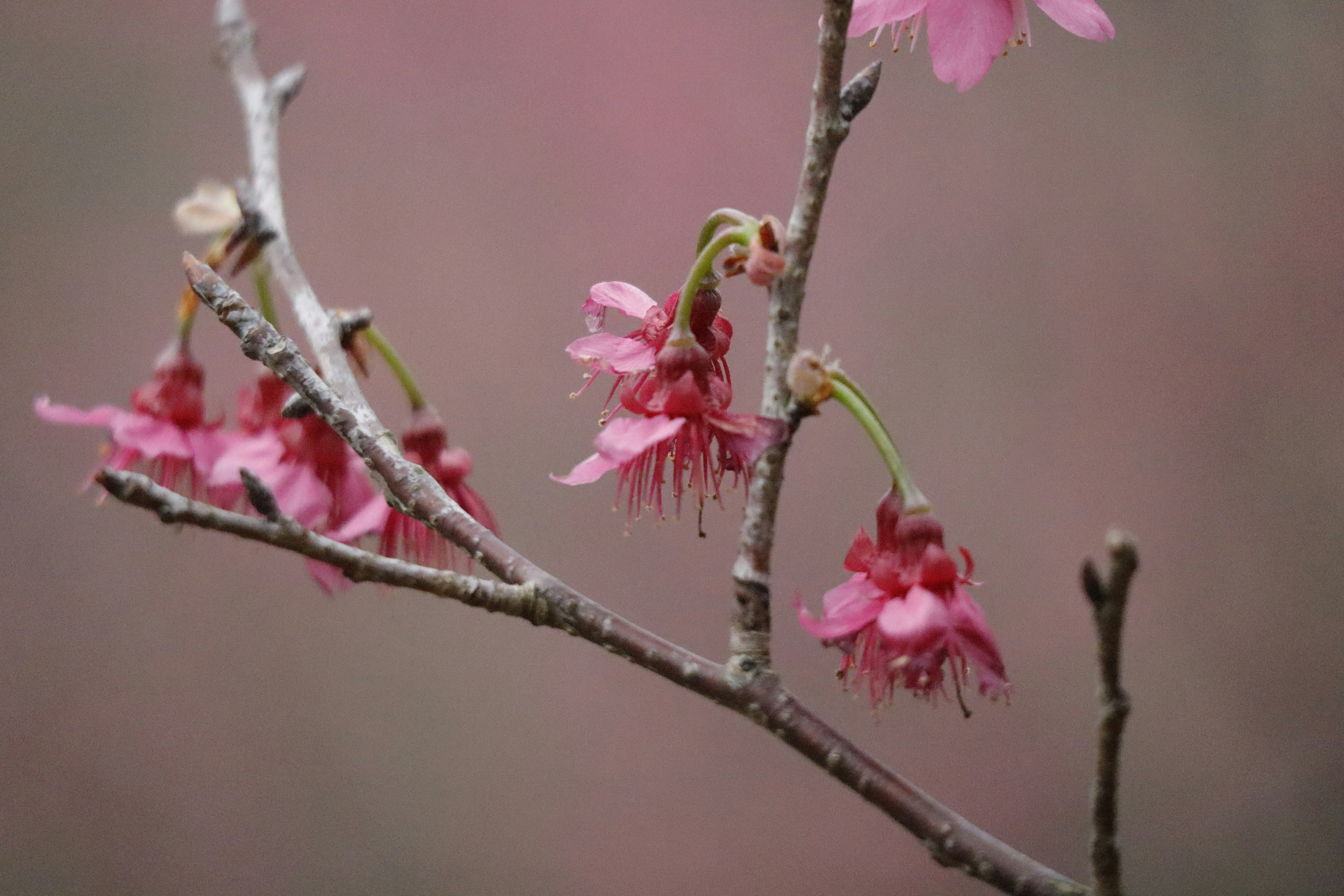 a branch of a tree with pink flowers, 