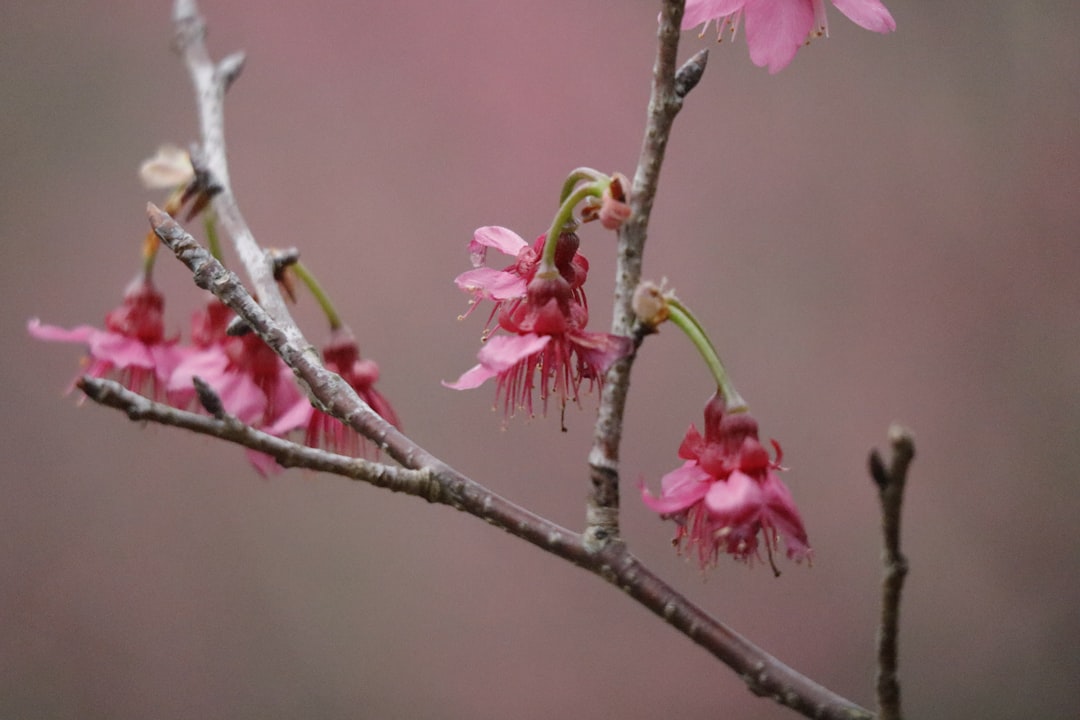 a branch of a tree with pink flowers,