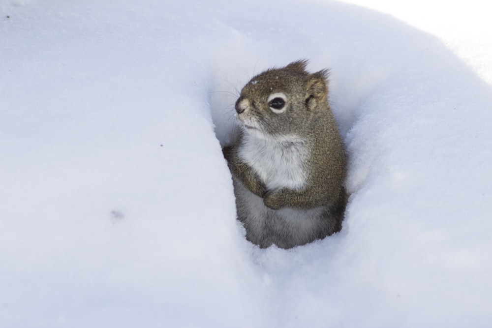 a small squirrel is sitting in the snow
