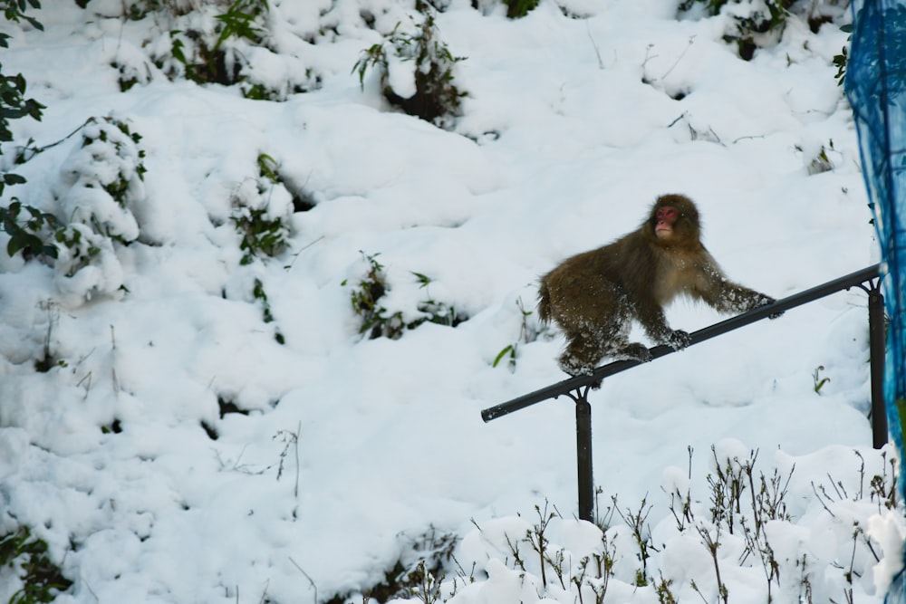 a monkey sitting on a rail in the snow