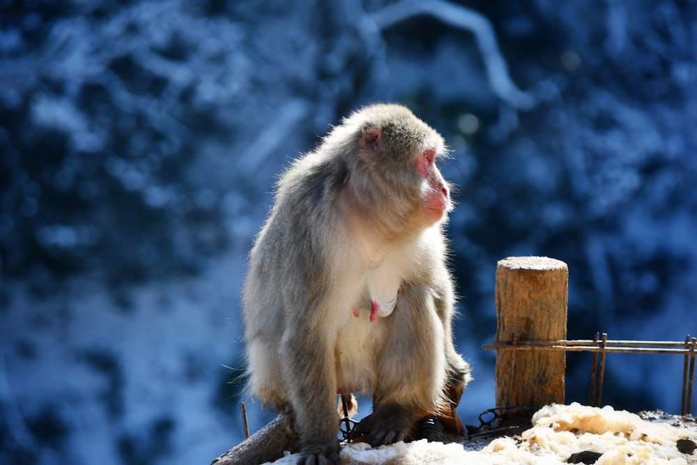 a monkey sitting on top of a wooden fence