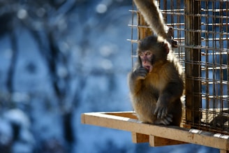 A monkey sits on a wooden platform, surrounded by a metal fence. The setting appears to be outdoors with snow or blurred winter scenery in the background. The monkey is looking intently, with one hand near its mouth.