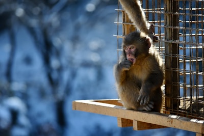 A monkey sits on a wooden platform, surrounded by a metal fence. The setting appears to be outdoors with snow or blurred winter scenery in the background. The monkey is looking intently, with one hand near its mouth.