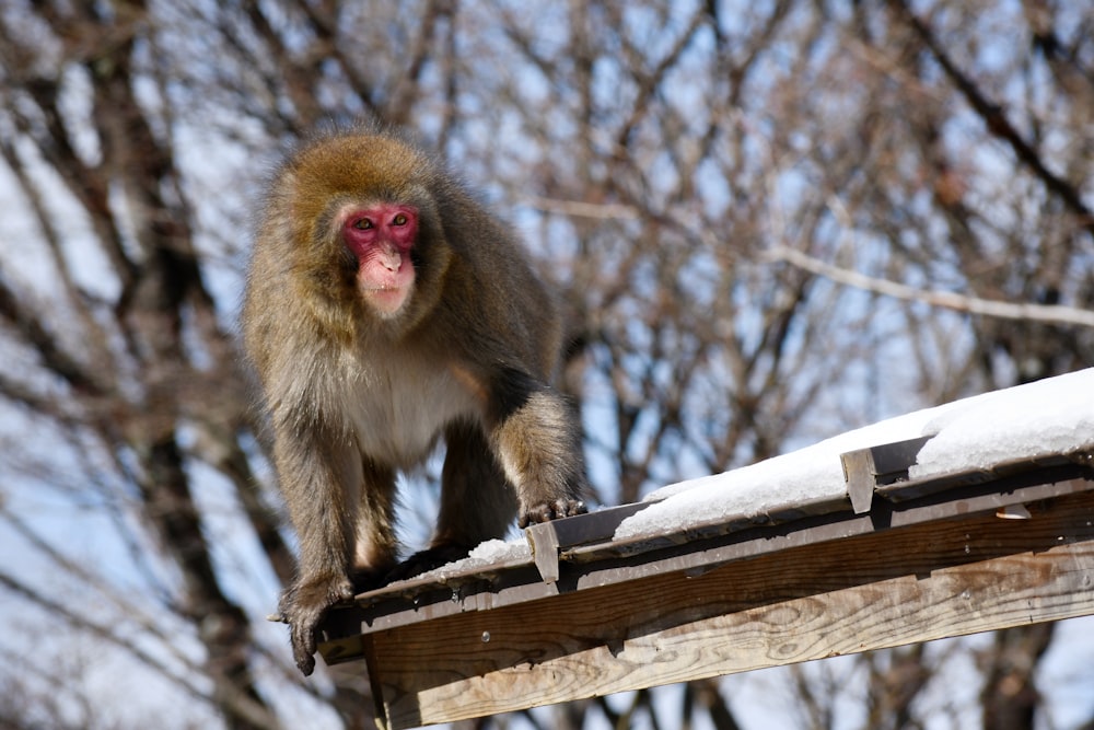 a monkey sitting on top of a wooden structure