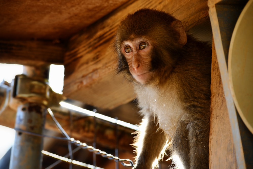 a small monkey hanging on a chain link fence