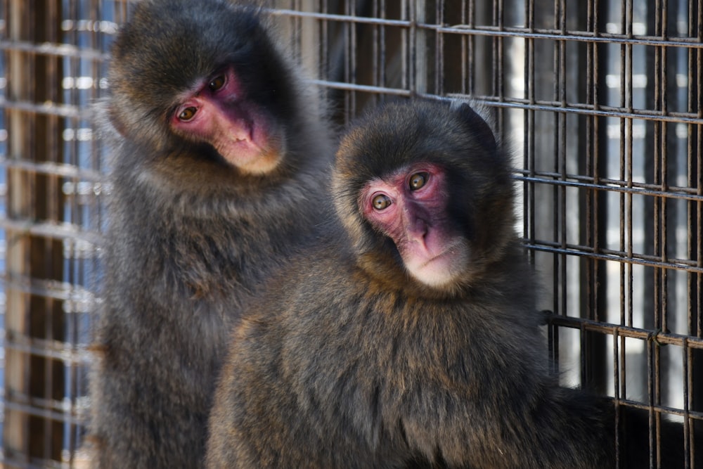 a couple of monkeys standing next to each other