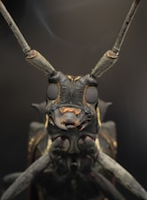 A close-up, detailed view of an insect's head focusing on its eyes, antennae, and mouthparts. The insect appears to have a dark, textured exoskeleton with some orange and yellow markings. The background is blurred, accentuating the insect as the main subject.