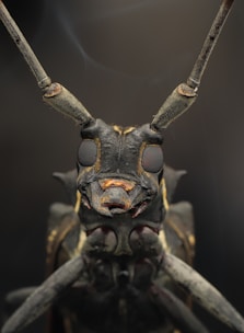 A close-up, detailed view of an insect's head focusing on its eyes, antennae, and mouthparts. The insect appears to have a dark, textured exoskeleton with some orange and yellow markings. The background is blurred, accentuating the insect as the main subject.