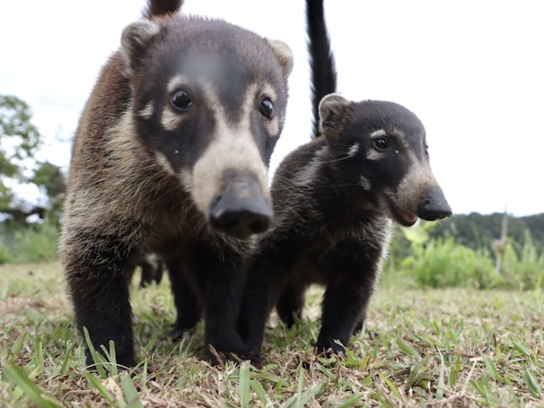 Local wildlife in the natural parks of Cozumel.