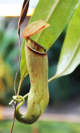 A close-up view of a pitcher plant with a tall, slender green pitcher and a small red-tinted lid on top. The plant is hanging from a thin vine and is surrounded by blurred green leaves in the background.