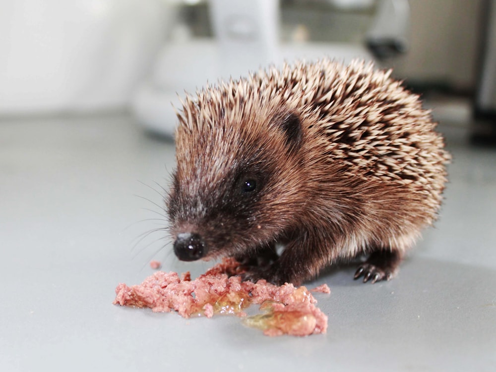 a hedgehog eating a piece of food on a table
