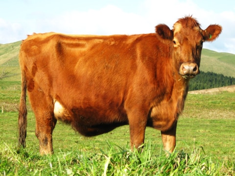a brown cow standing on top of a lush green field