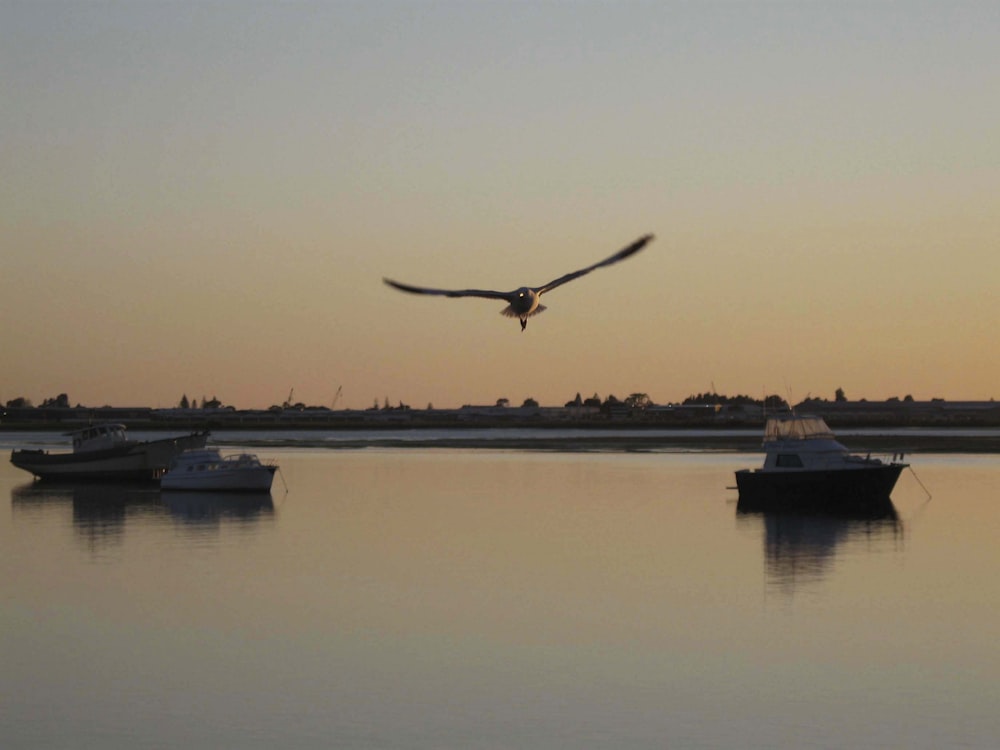 Un pájaro volando sobre un cuerpo de agua