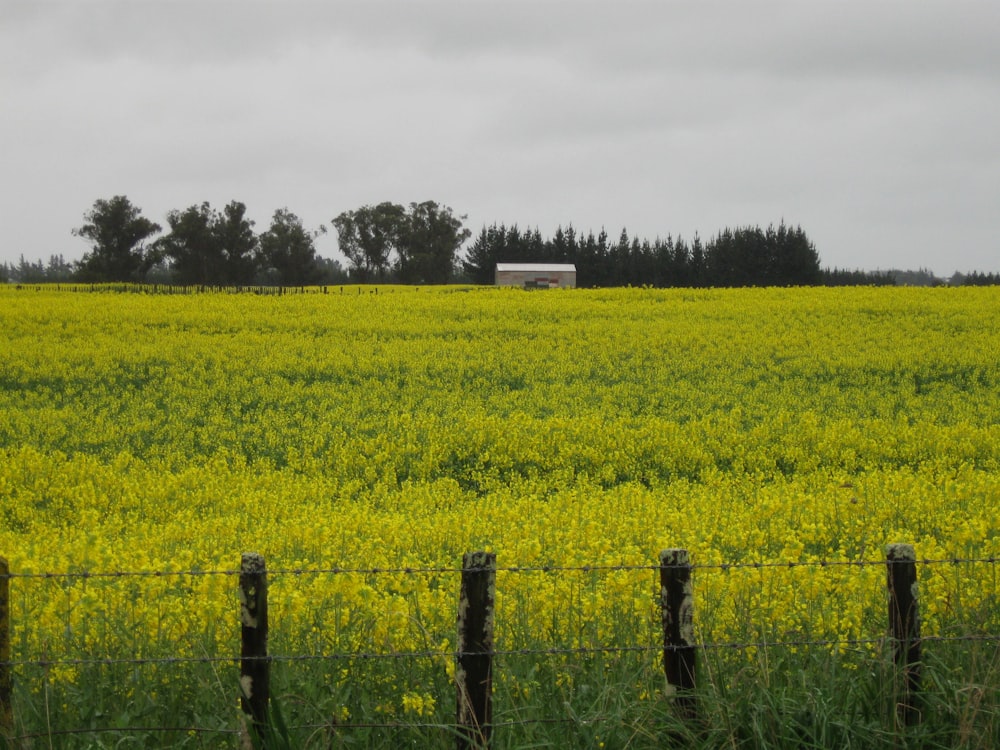 a field of yellow flowers behind a barbed wire fence