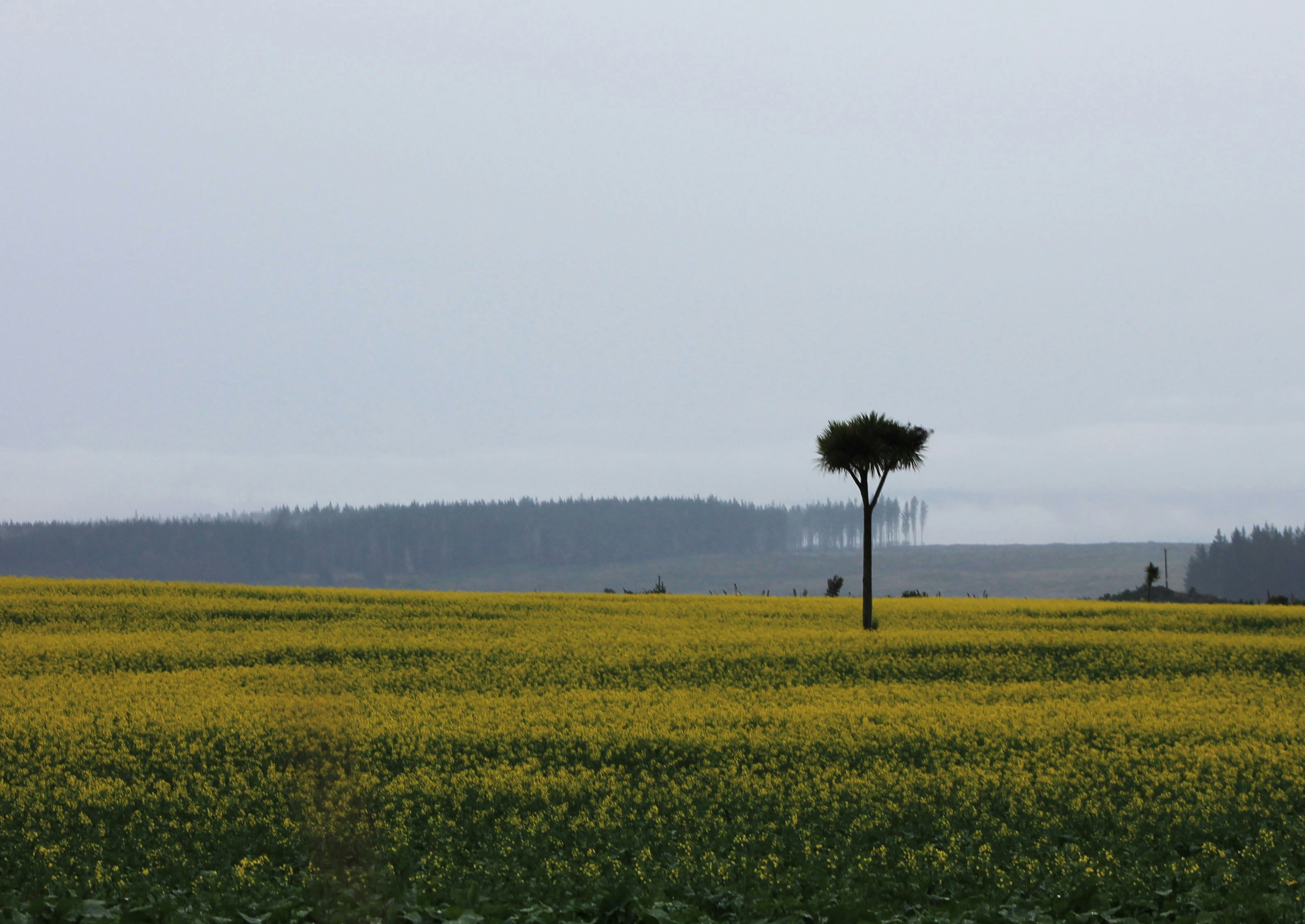 A lone tree in a field of yellow flowers photo – Free National park ...