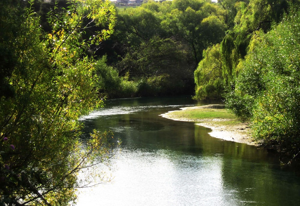 a river running through a lush green forest