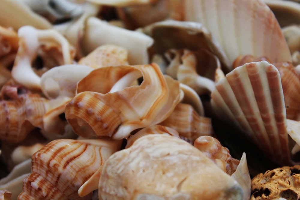 a pile of sea shells sitting next to each other