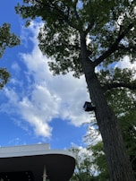A tall tree with dense green foliage stands against a bright blue sky scattered with white clouds. In the foreground, a modern building with a curved roof is partially visible. The presence of a security camera mounted on the tree trunk can also be seen.