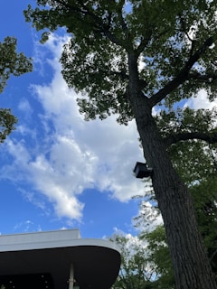 A tall tree with dense green foliage stands against a bright blue sky scattered with white clouds. In the foreground, a modern building with a curved roof is partially visible. The presence of a security camera mounted on the tree trunk can also be seen.