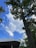 A tall tree with dense green foliage stands against a bright blue sky scattered with white clouds. In the foreground, a modern building with a curved roof is partially visible. The presence of a security camera mounted on the tree trunk can also be seen.