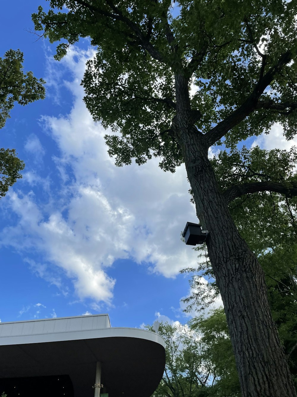 a large tree in front of a building under a cloudy blue sky