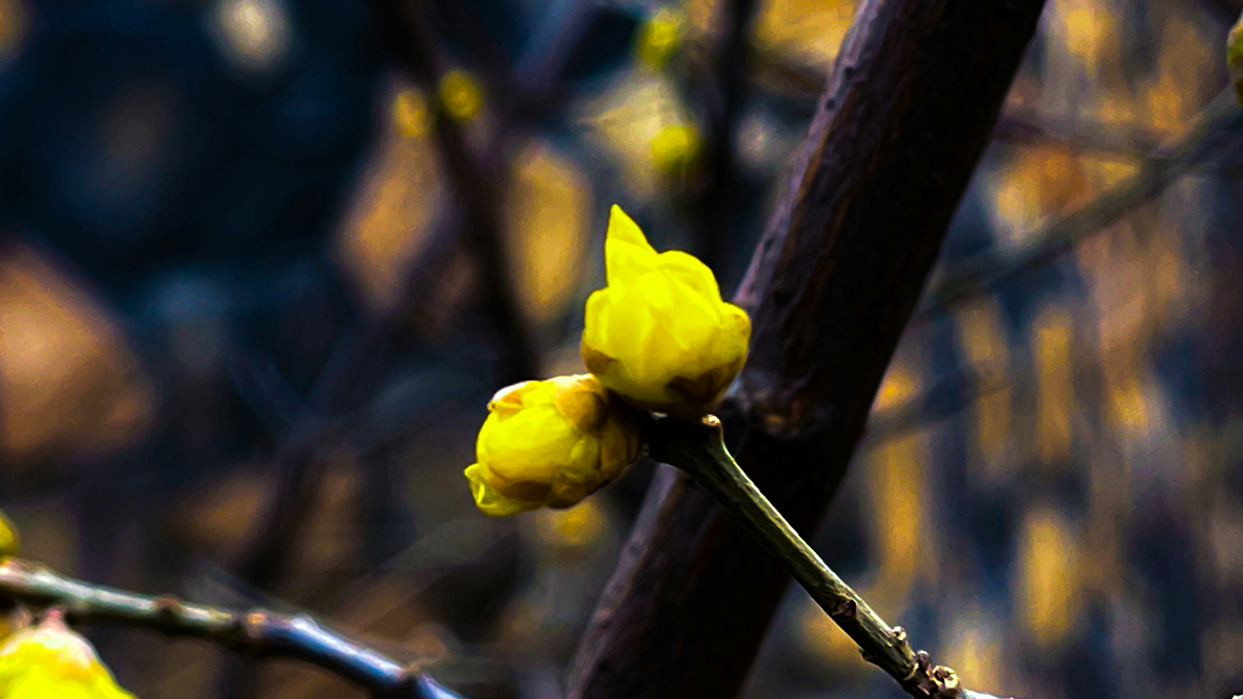 a close up of a branch with yellow flowers