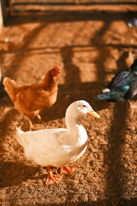 A white duck with orange feet stands prominently on brown dirt ground, alongside a red hen and a dark-colored pigeon. The sunlight creates warm shadows and casts an inviting glow over the scene.