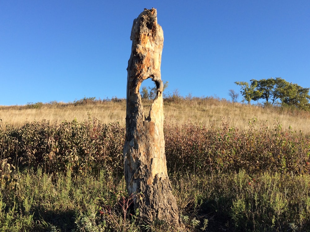 a tree stump in the middle of a field