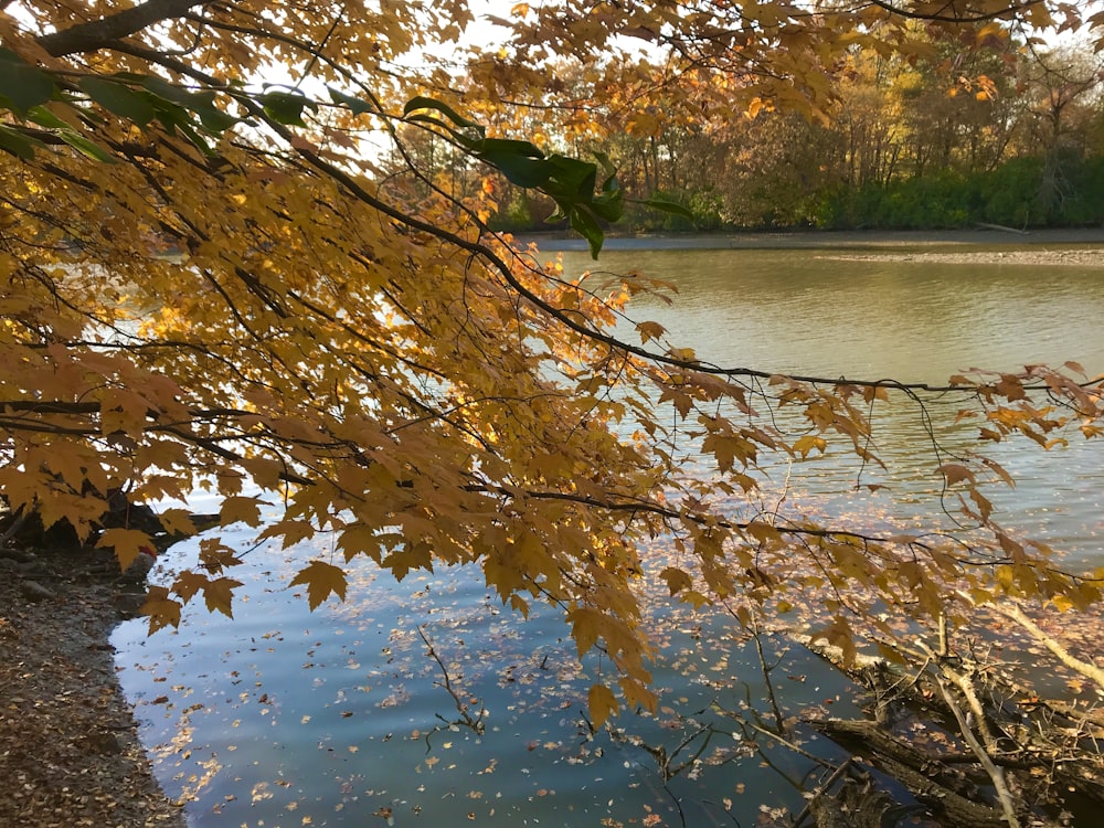 a body of water surrounded by trees with yellow leaves