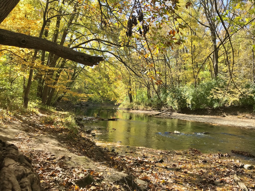 a river running through a forest filled with lots of trees