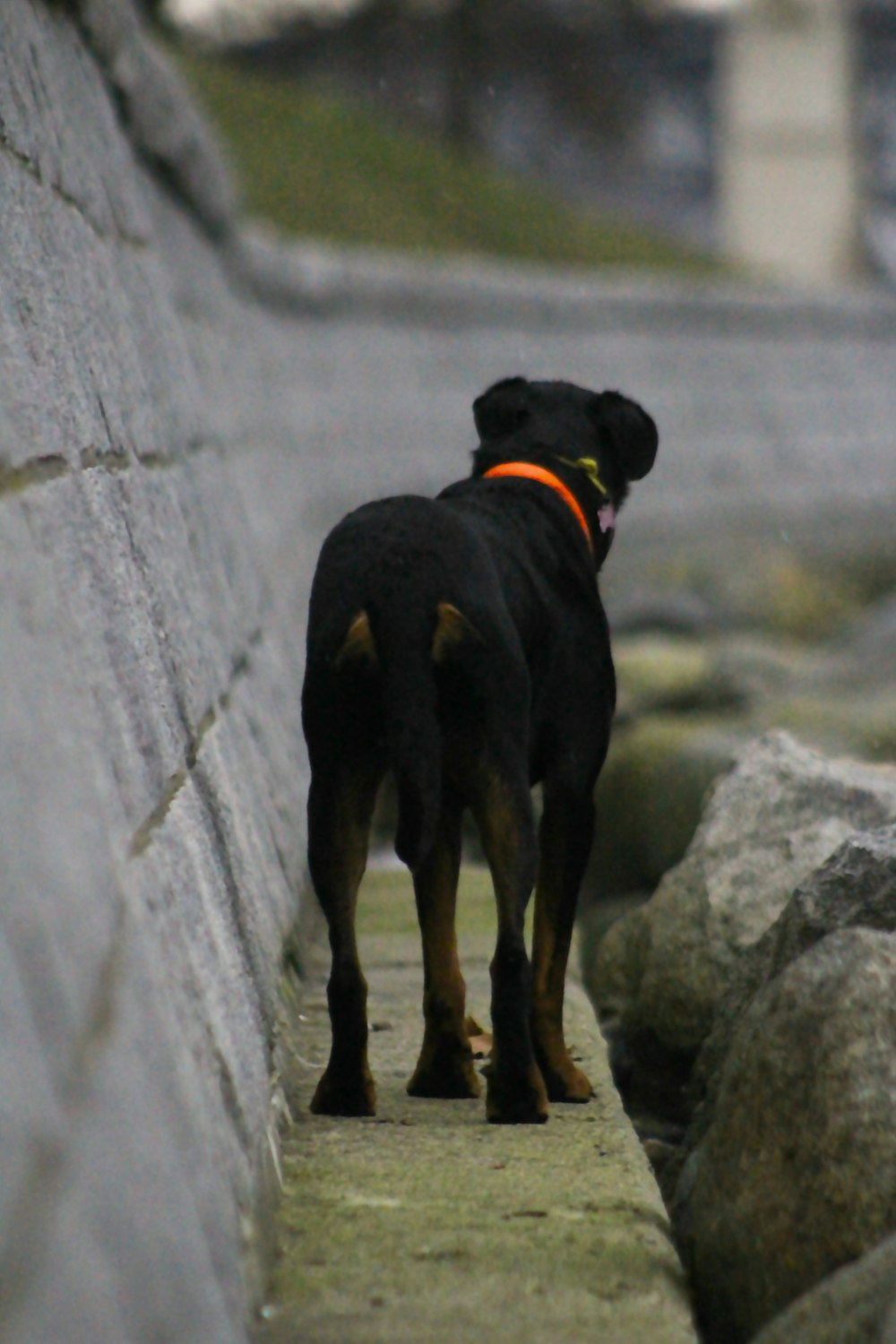 a black dog standing on a sidewalk next to rocks