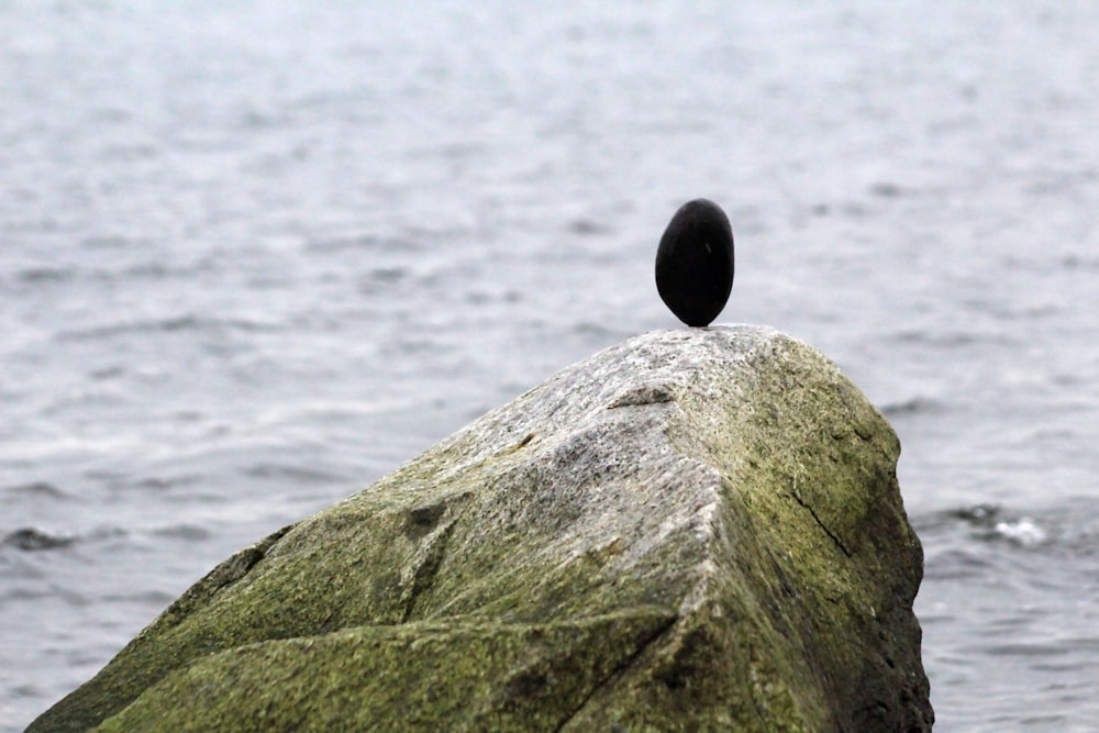 a black bird sitting on top of a large rock