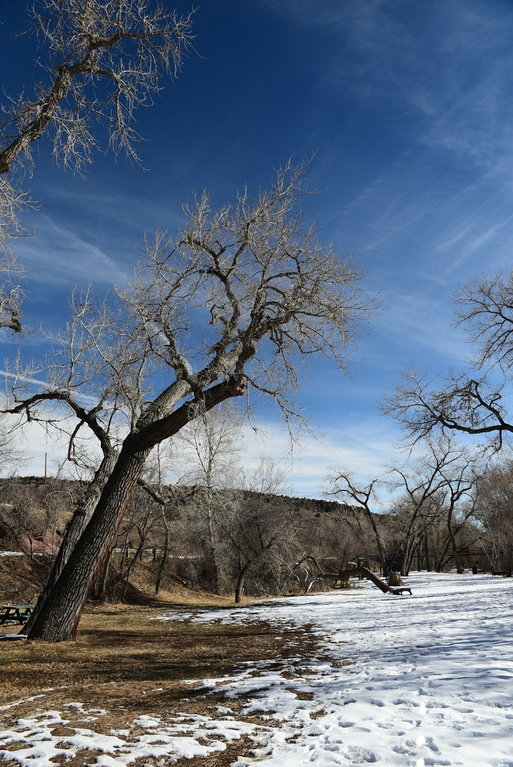 a snow covered field with trees and a blue sky