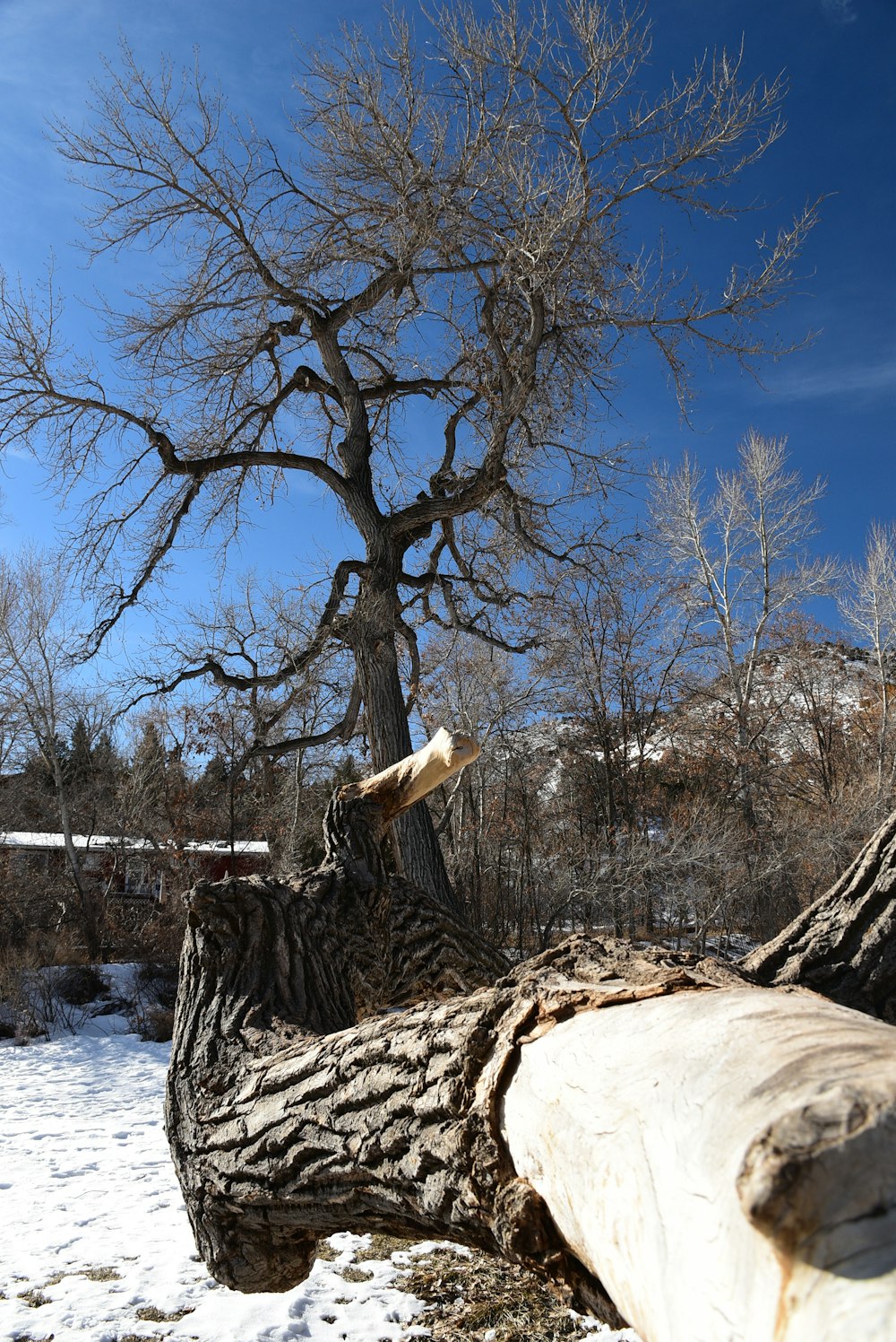 a tree that has been cut down in the snow