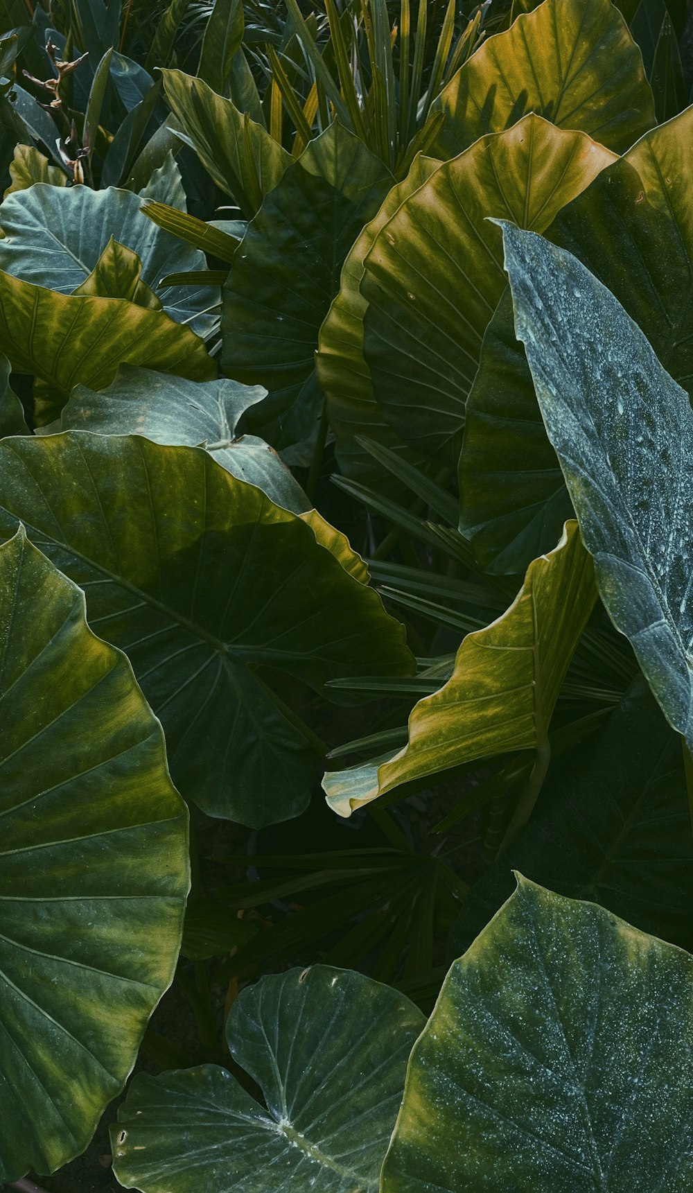 a close up of a bunch of green leaves