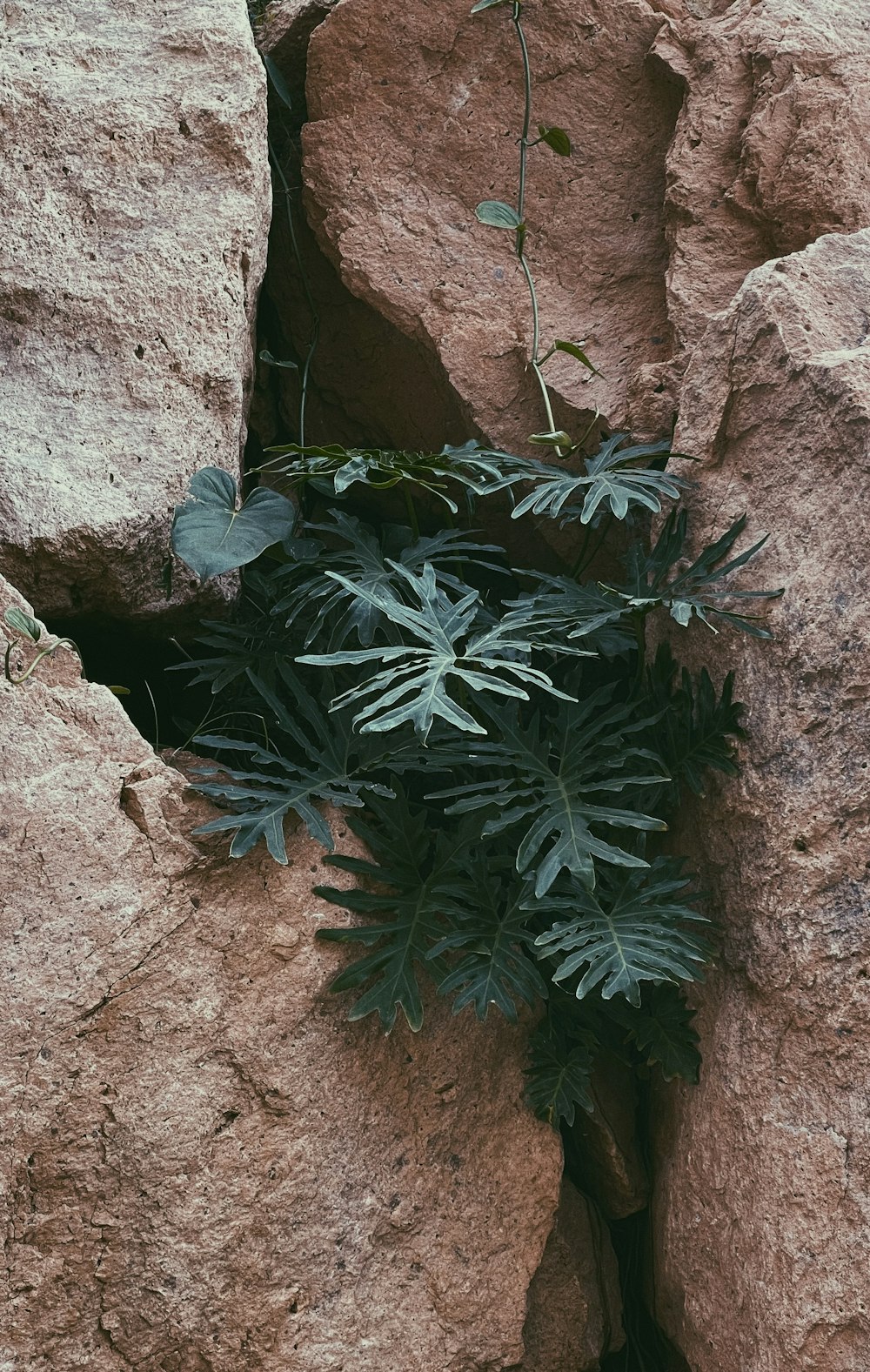 a plant growing out of a crack in a rock wall