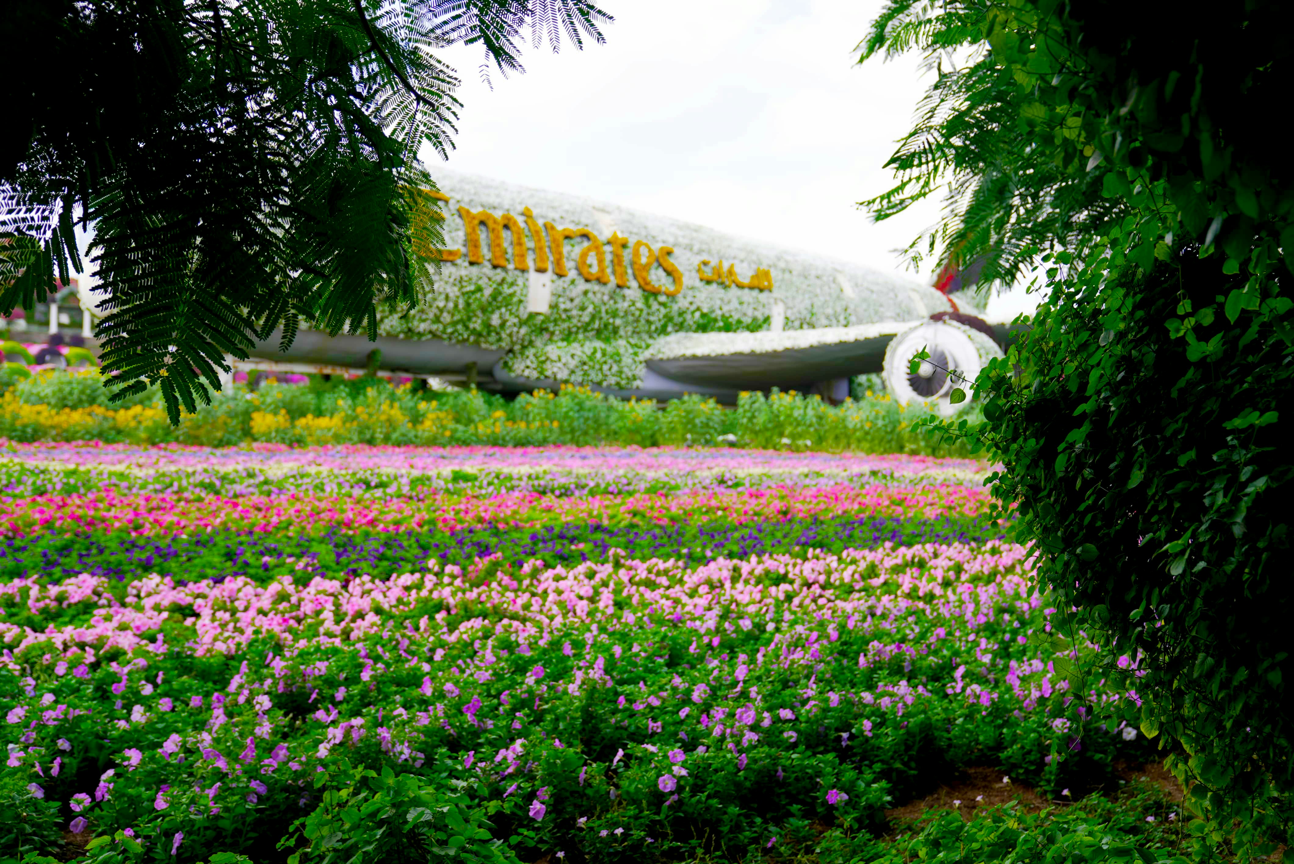 A large passenger jet sitting on top of a lush green field photo – Free ...