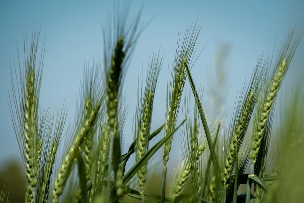 How to Calculate Fertilizer Amount Needed Per Area