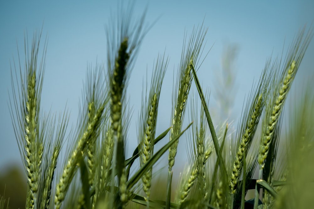 a close up of a bunch of green wheat