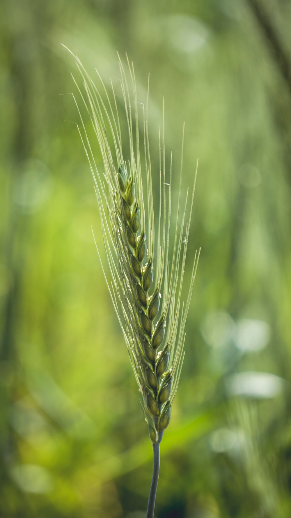 a close up of a stalk of wheat