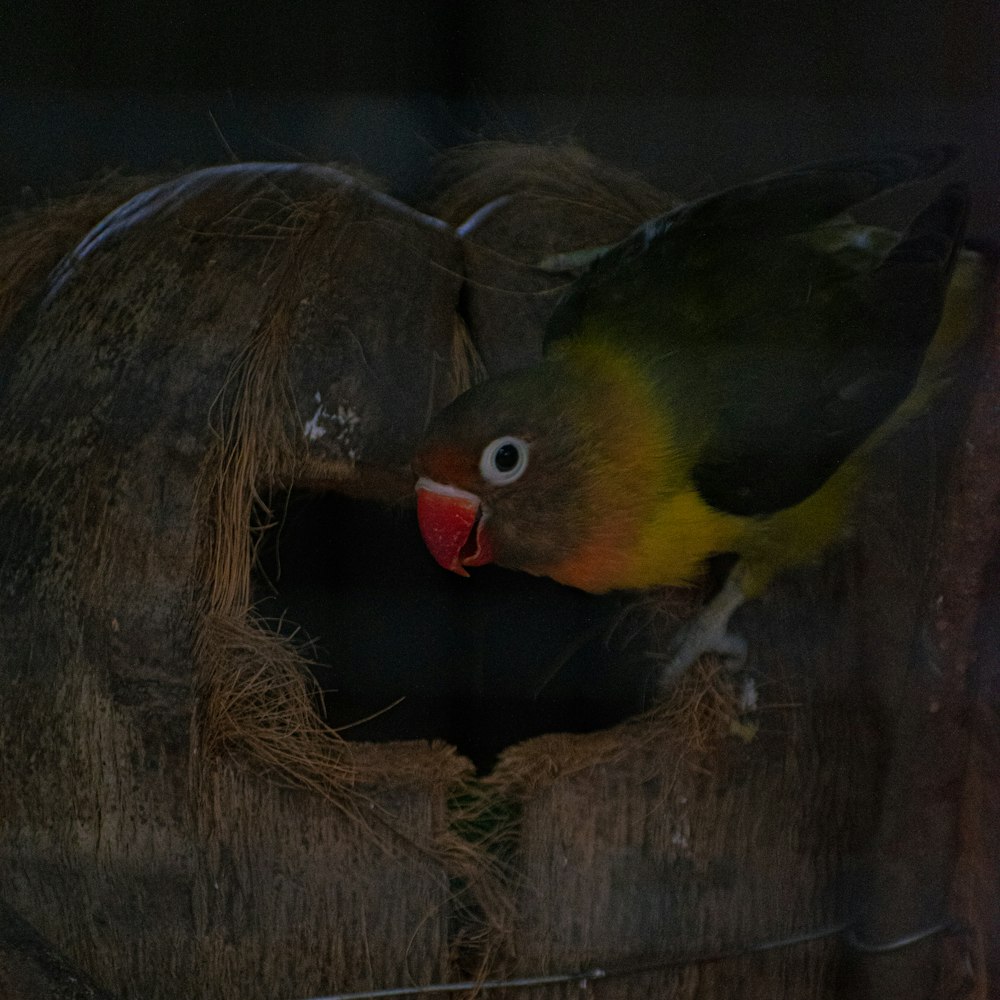 a yellow and black bird sitting on top of a tree