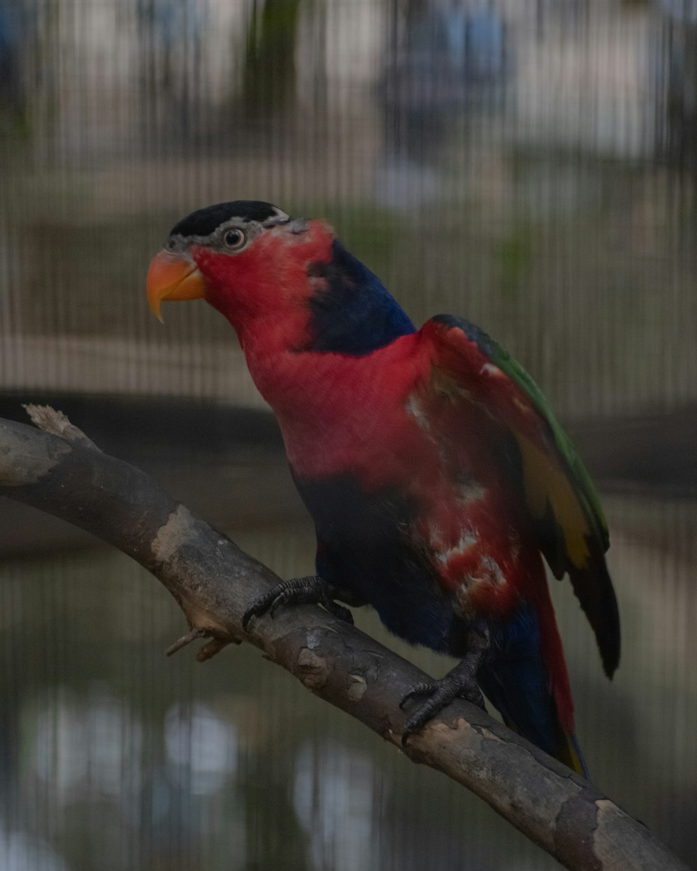 Un pájaro colorido posado en la rama de un árbol