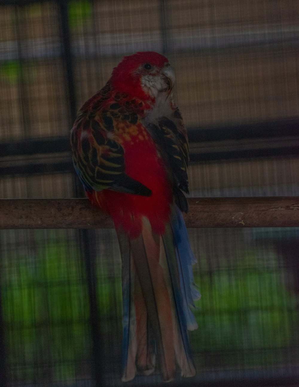 Ein rot-schwarzer Vogel sitzt auf einer hölzernen Stange
