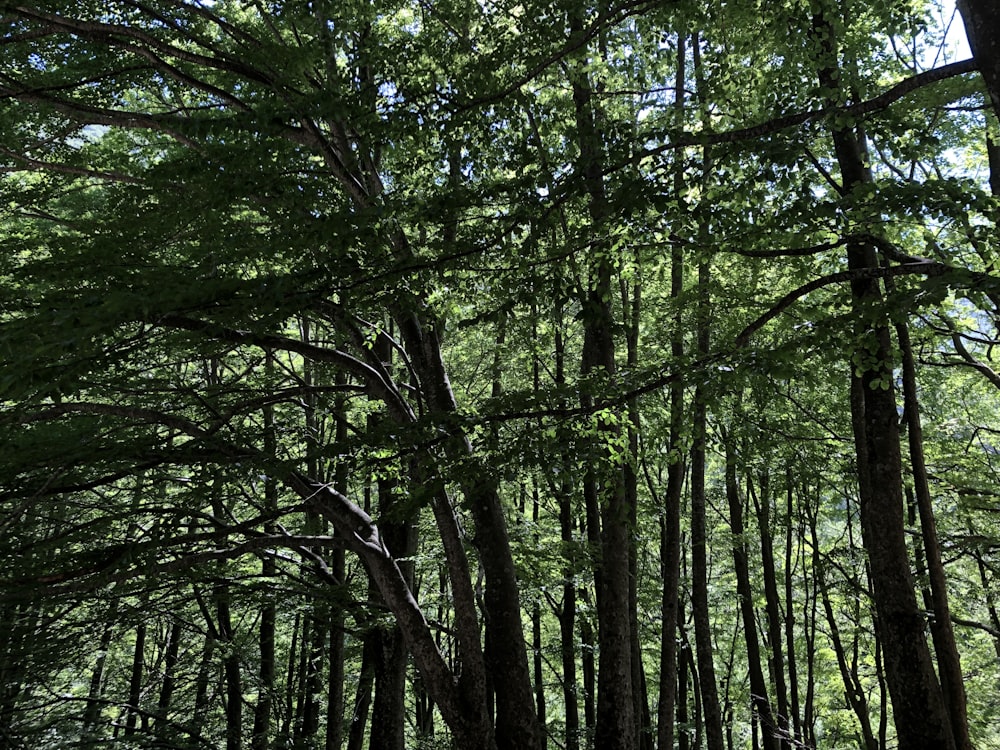 a forest filled with lots of tall trees