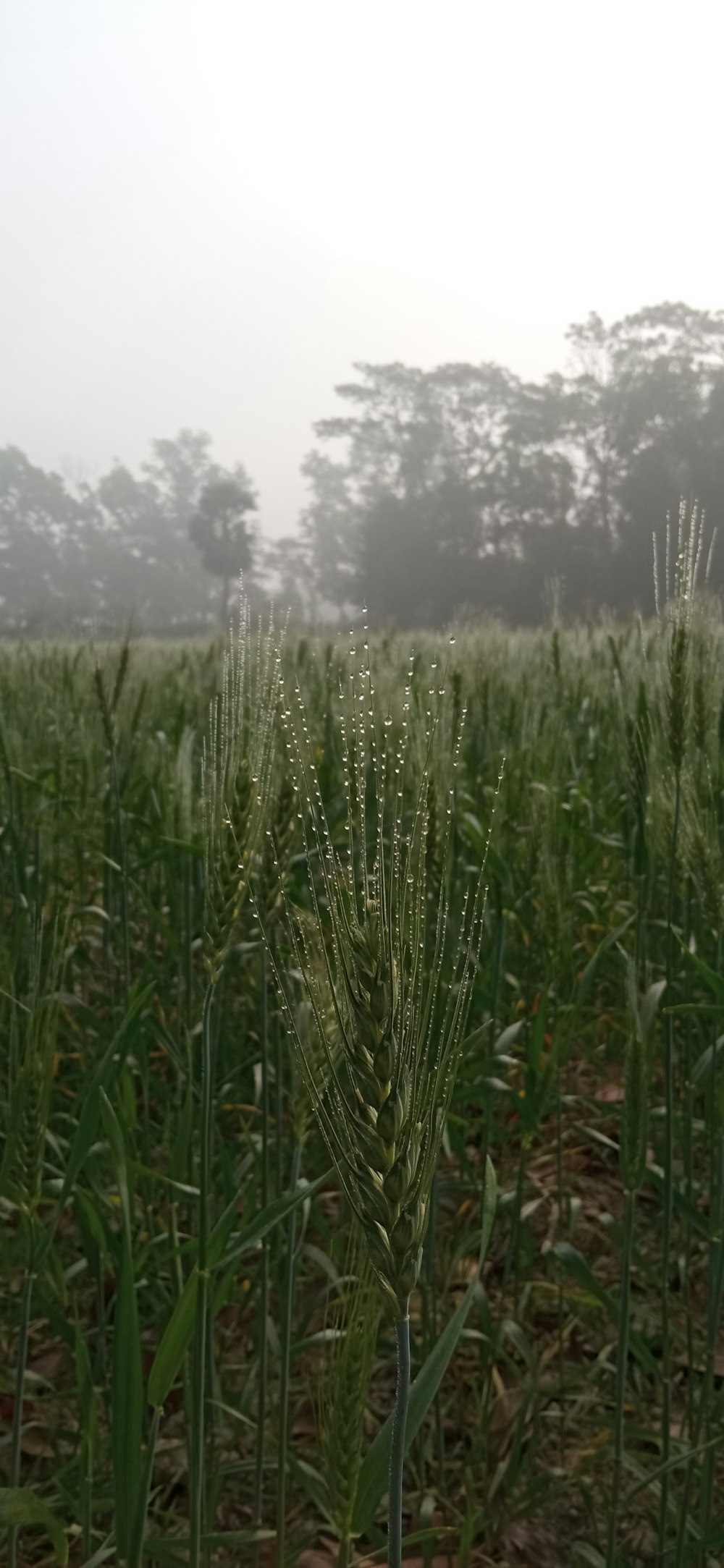 a field of tall grass with trees in the background