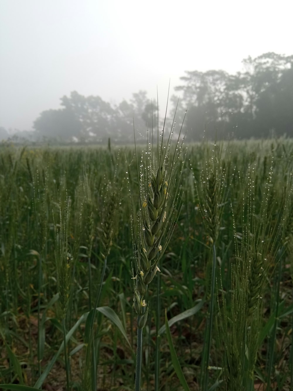 a field of tall grass with trees in the background