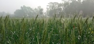 Rows of healthy crops with dew drops sparkling in early daylight.