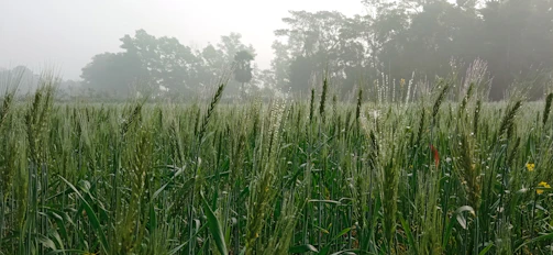 A serene forest green field dotted with rows of thriving vegetables under soft morning light.
