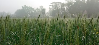 A serene early morning view of a lush makhana pond with farmers tending to the crops under soft sunlight.